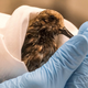 A staff of California Department Fish & Wildlife examines a contaminated Sanderling from the oil spill in Huntington Beach, Calif., on Monday, Oct. 4, 2021.